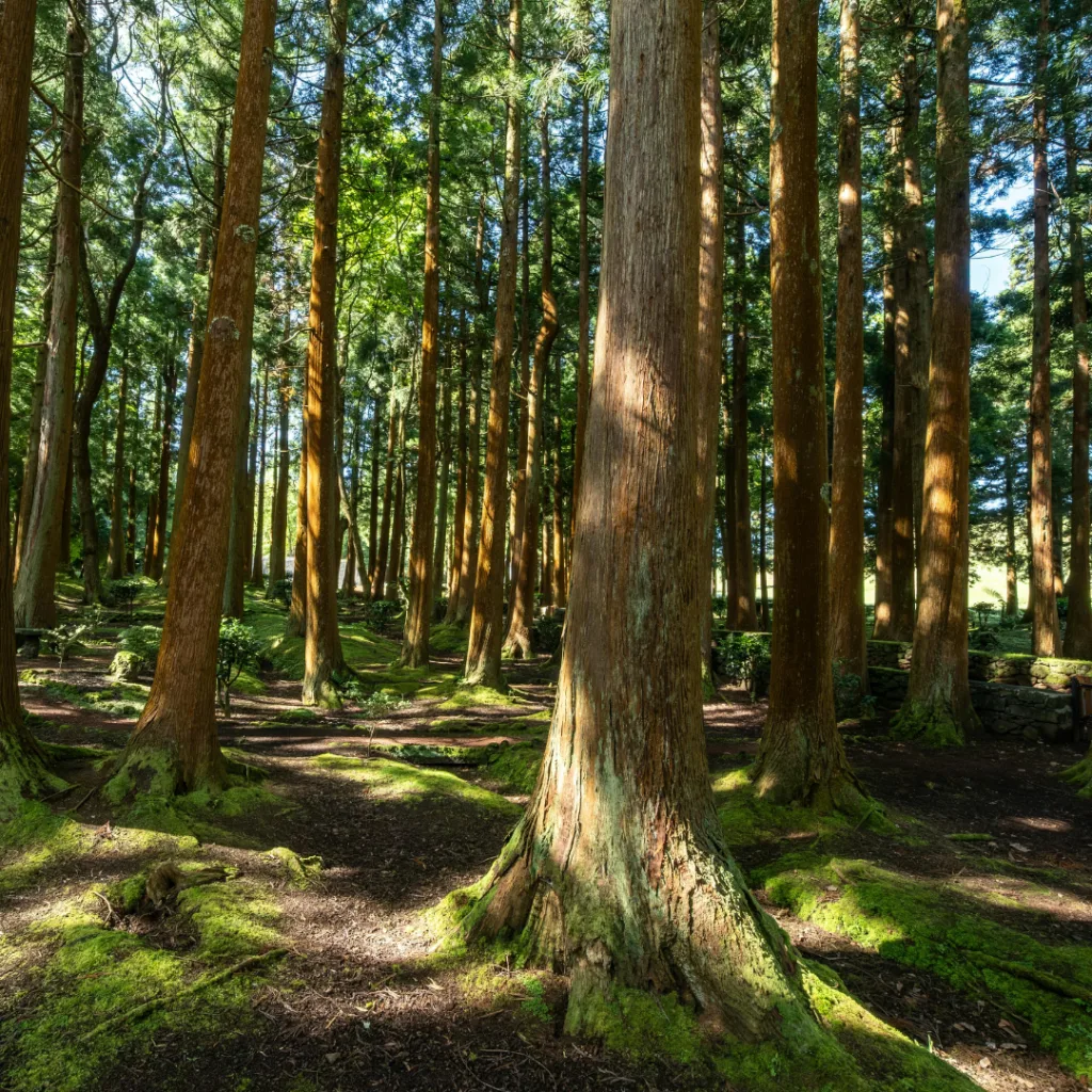 Arbre et forêt, plantation d'arbre